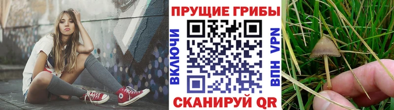Галлюциногенные грибы GOLDEN TEACHER  купить закладку  Павловская 